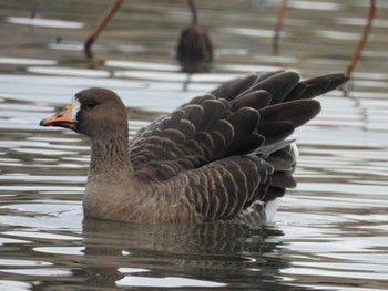 Greater White-fronted Goose Unknown Spots Tue, 2/20/2024