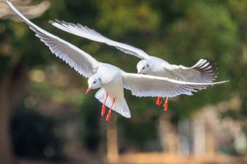 ユリカモメ 明石公園 2024年1月29日(月)