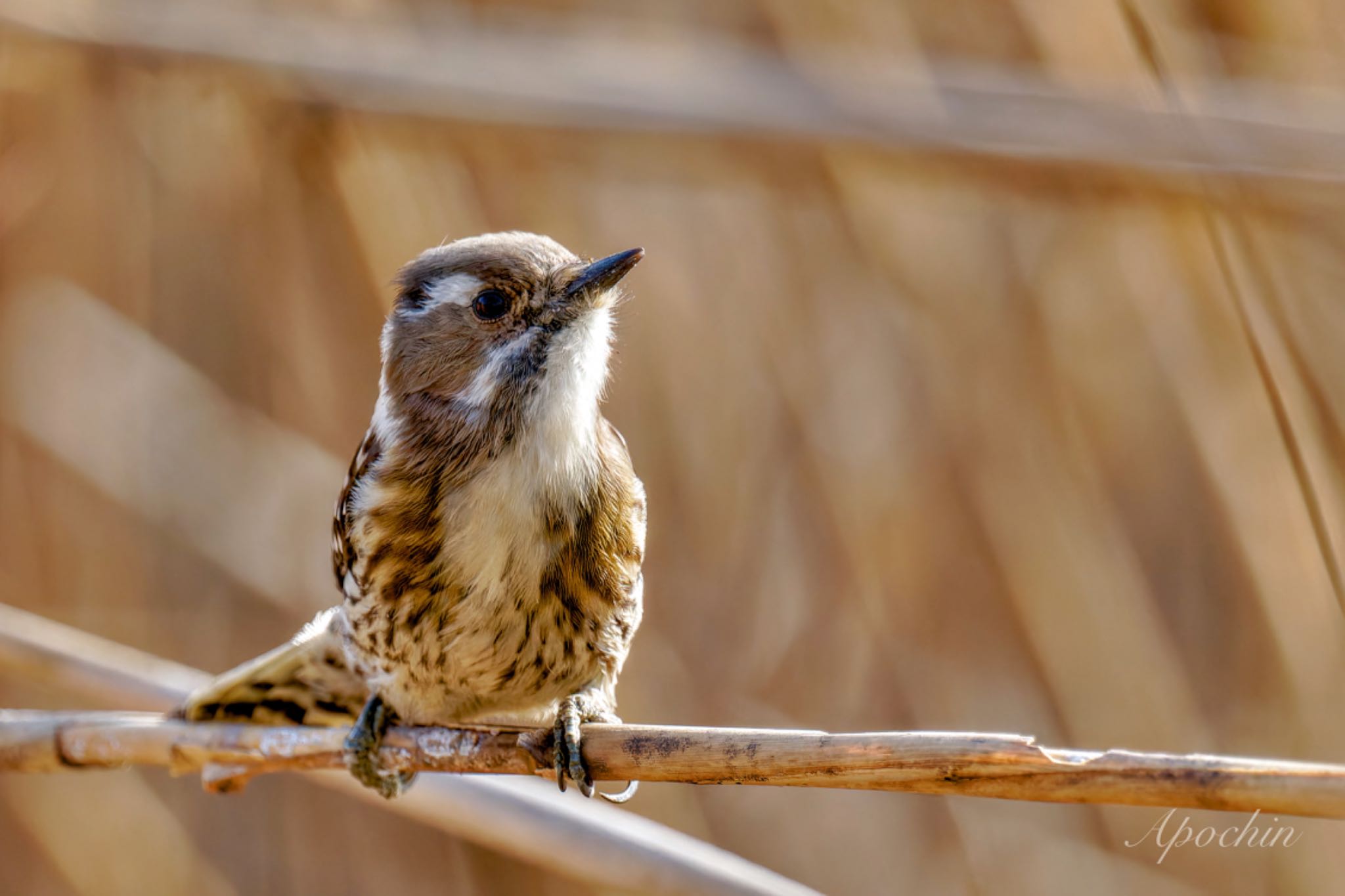 Japanese Pygmy Woodpecker