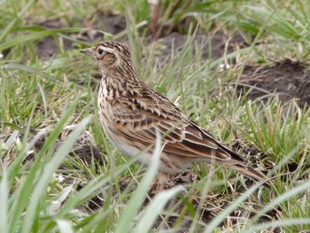 Eurasian Skylark 金田さざなみ公園(千葉県木更津市) Thu, 2/29/2024