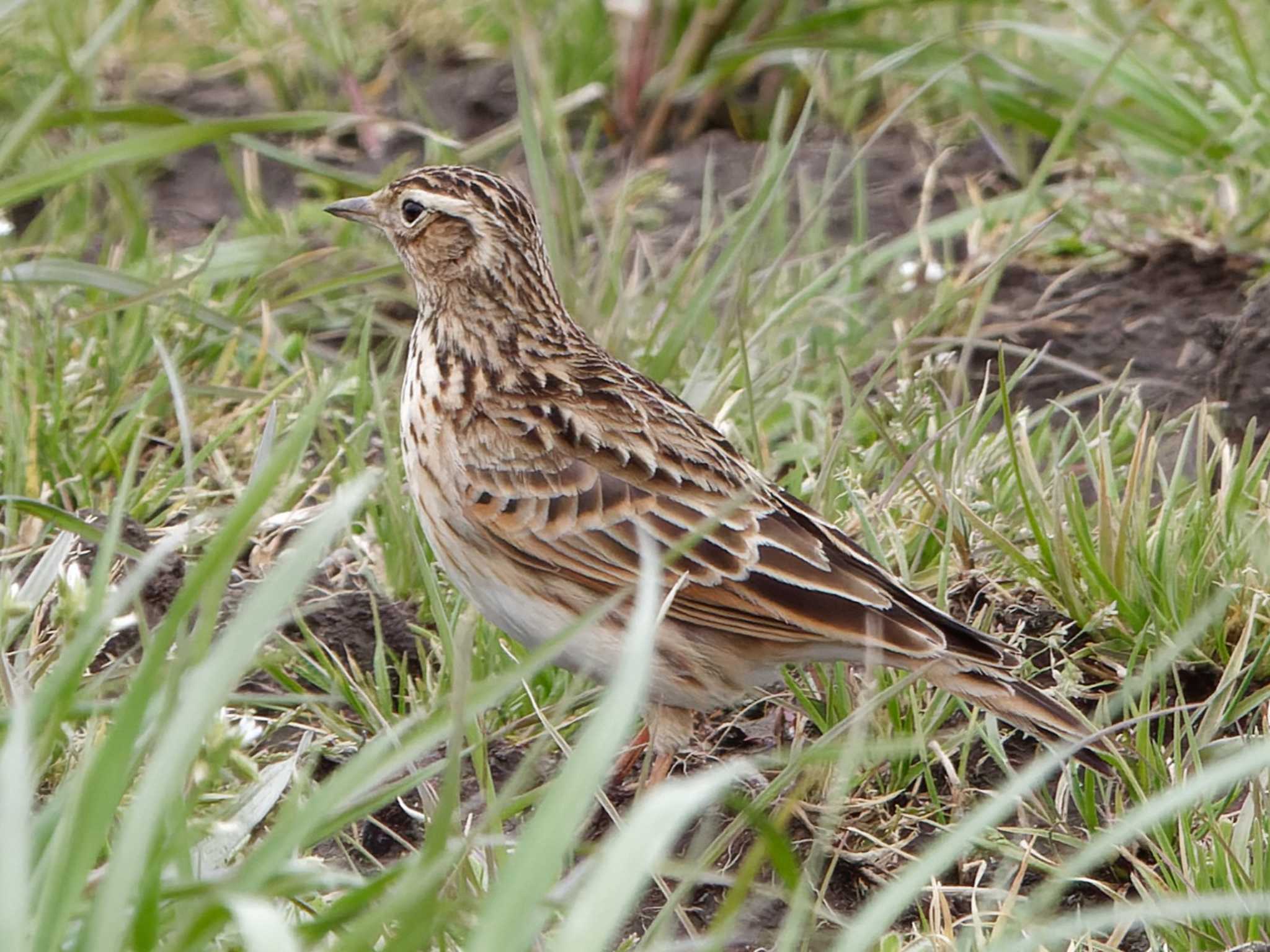 Photo of Eurasian Skylark at 金田さざなみ公園(千葉県木更津市) by 丁稚