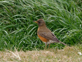 Brown-headed Thrush 金田さざなみ公園(千葉県木更津市) Thu, 2/29/2024