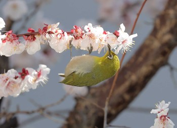 Warbling White-eye 自宅 Fri, 3/1/2024