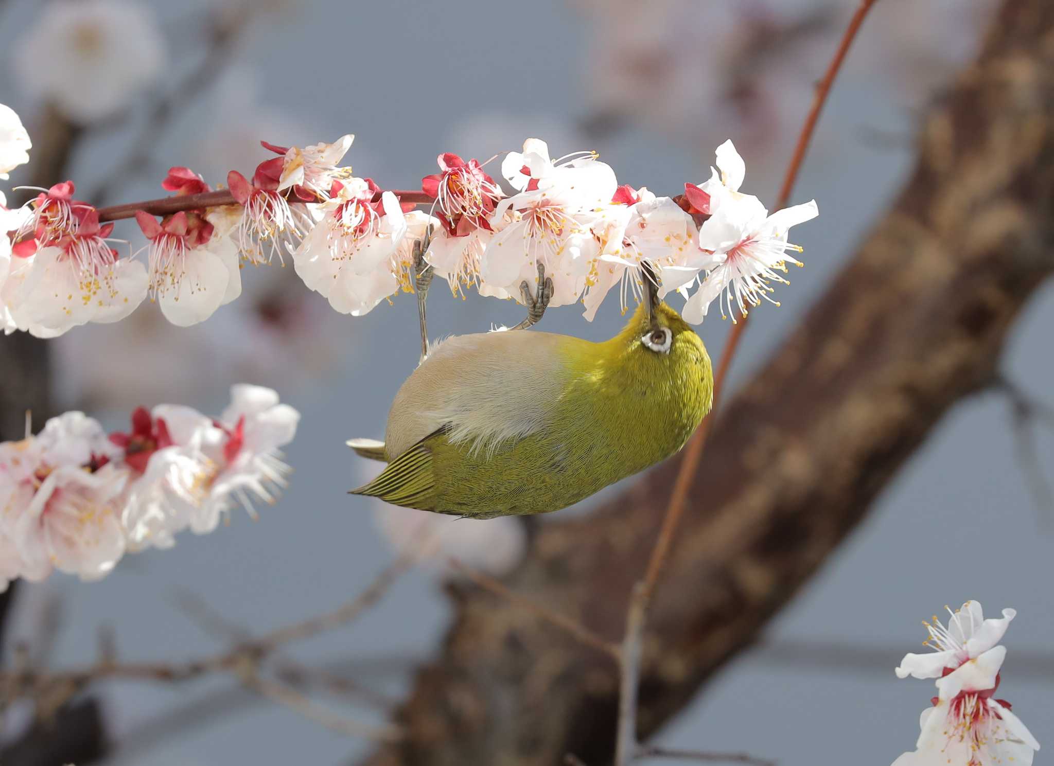 Photo of Warbling White-eye at 自宅 by HIROPI