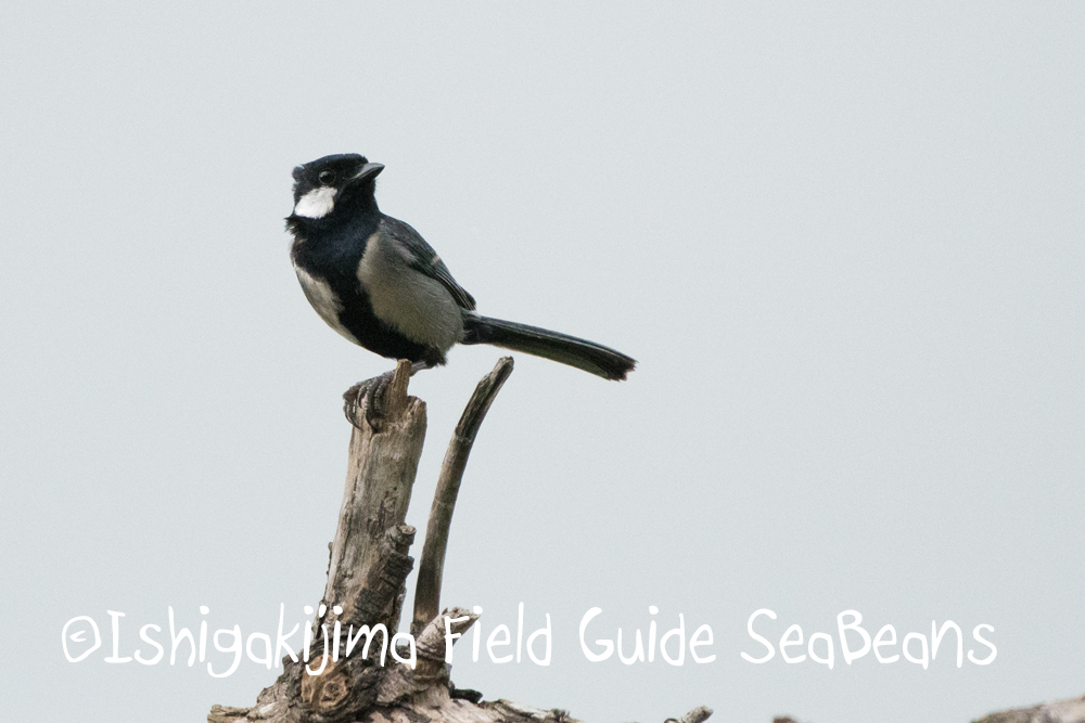 Photo of Japanese Tit(nigriloris) at Ishigaki Island by 石垣島バードウオッチングガイドSeaBeans