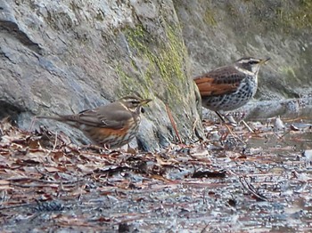 Redwing Unknown Spots Sun, 2/11/2024