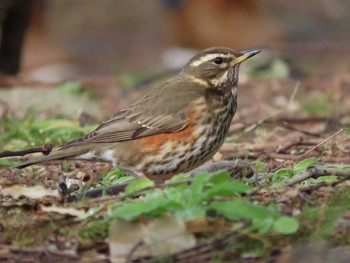 Redwing Unknown Spots Sun, 2/11/2024