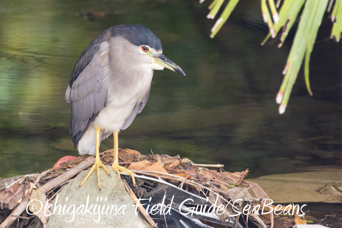 Photo of Black-crowned Night Heron at Ishigaki Island by 石垣島バードウオッチングガイドSeaBeans