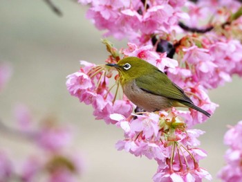 Warbling White-eye Yoyogi Park Fri, 3/1/2024