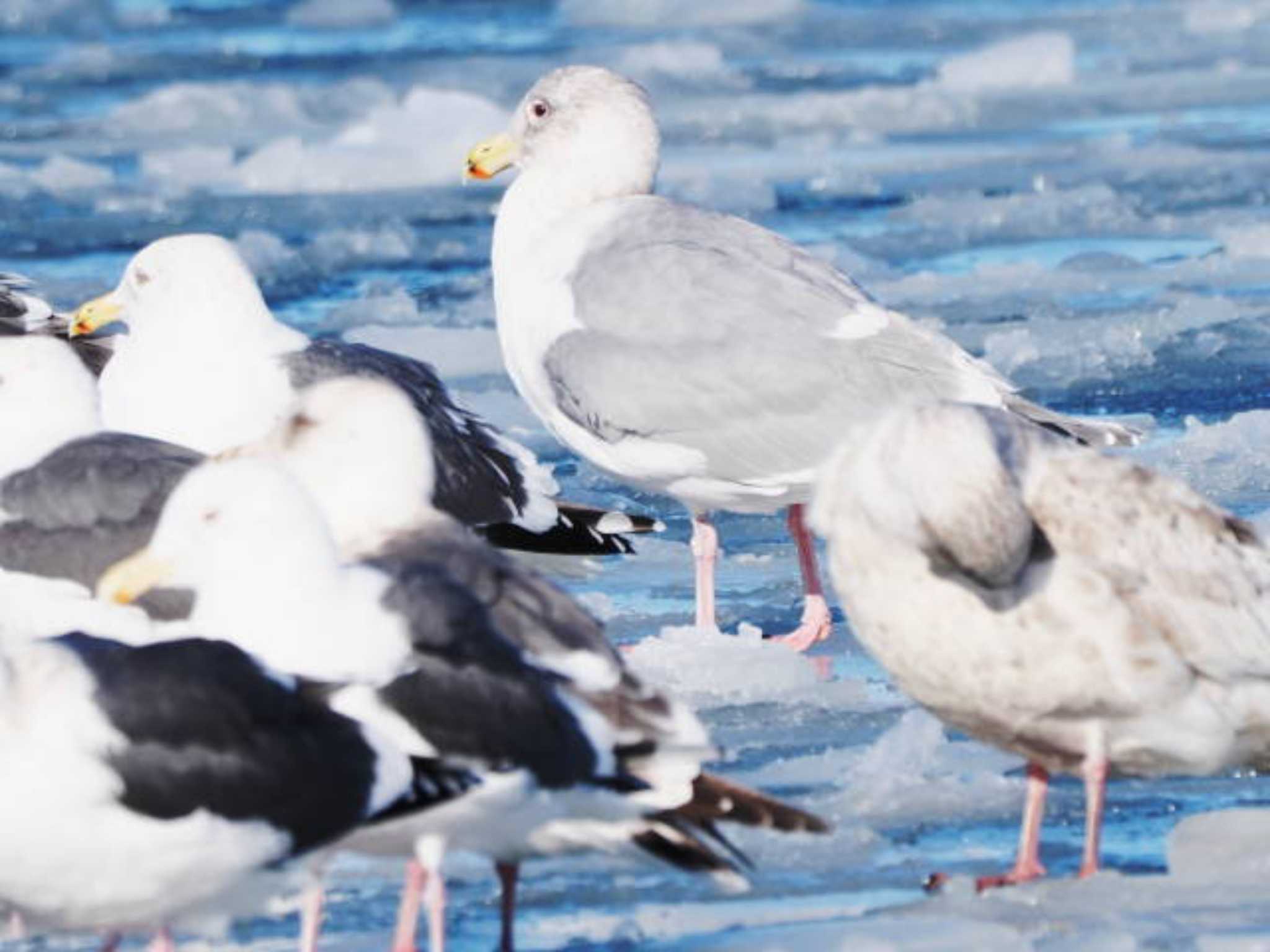 Glaucous-winged Gull