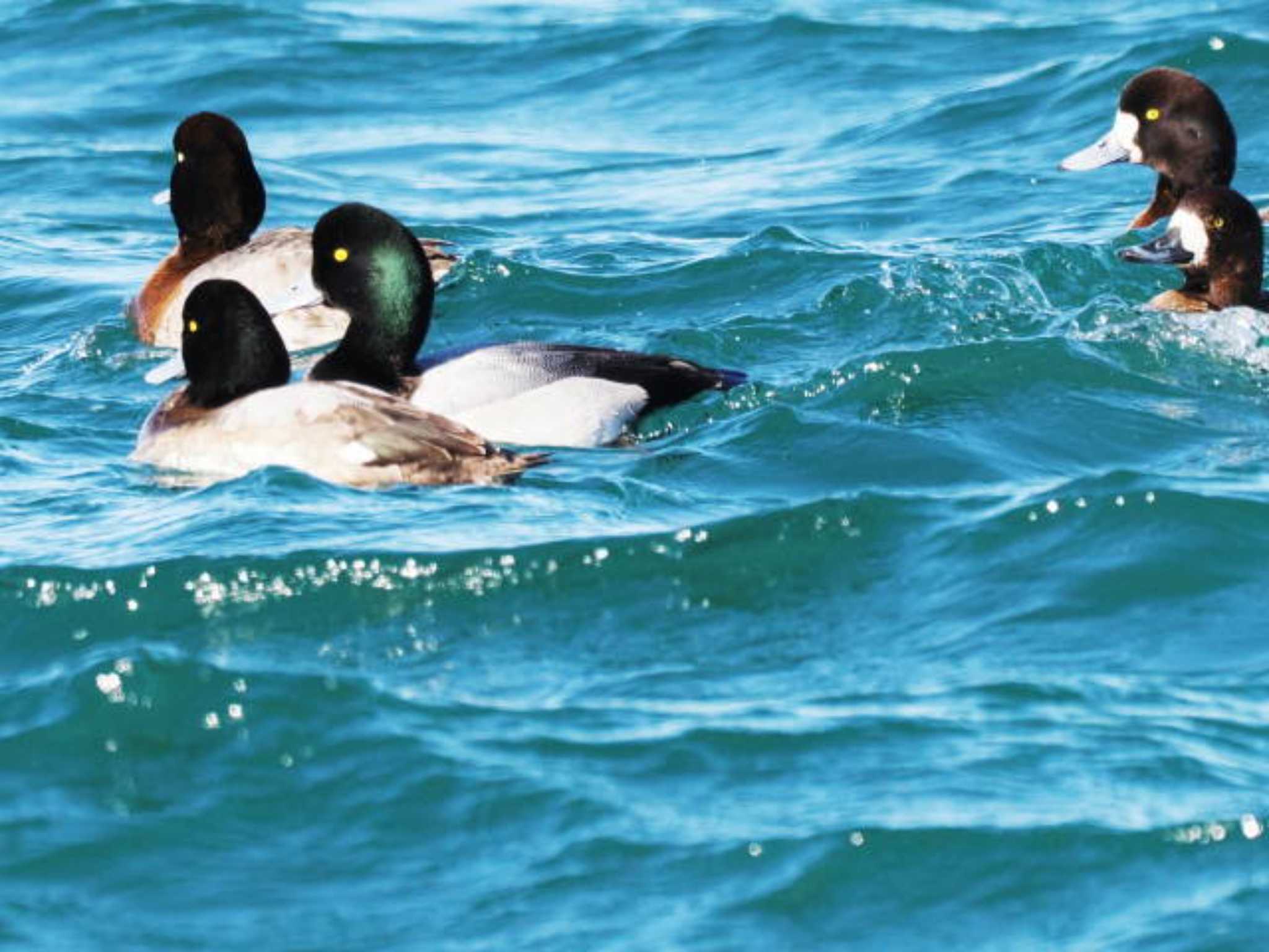 Greater Scaup