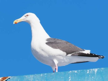 Glaucous-winged Gull Kushiro Port Tue, 1/31/2023