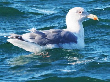 Glaucous-winged Gull Kushiro Port Tue, 1/31/2023