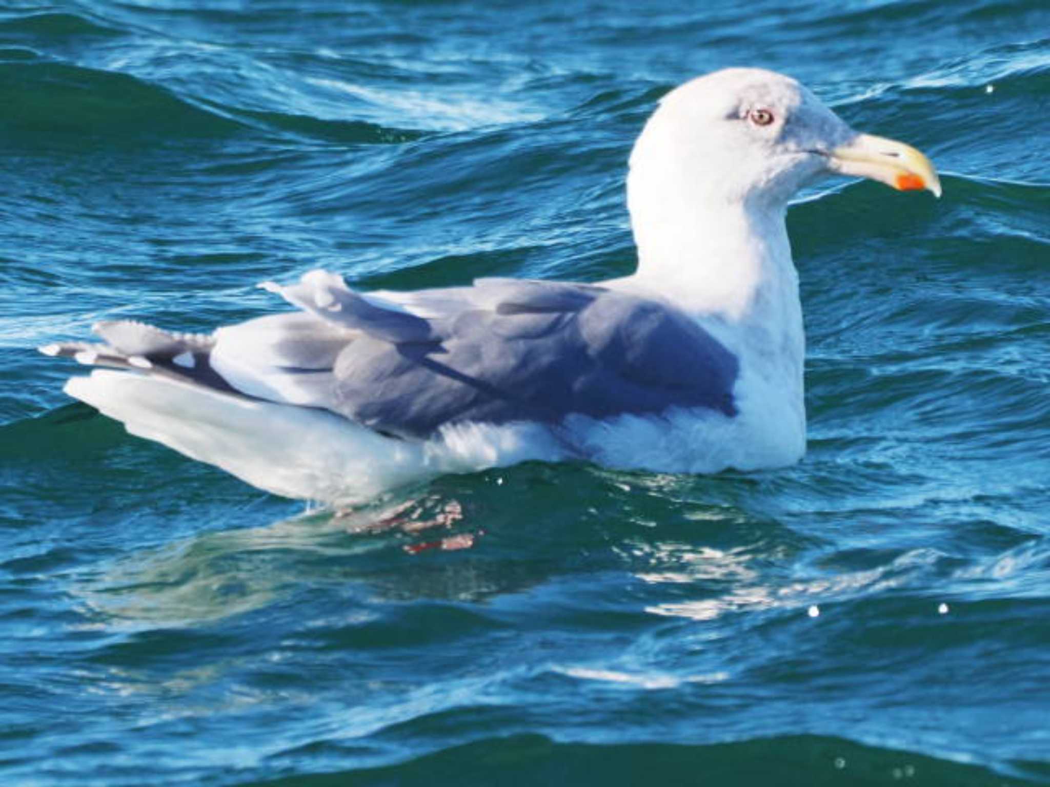 Glaucous-winged Gull