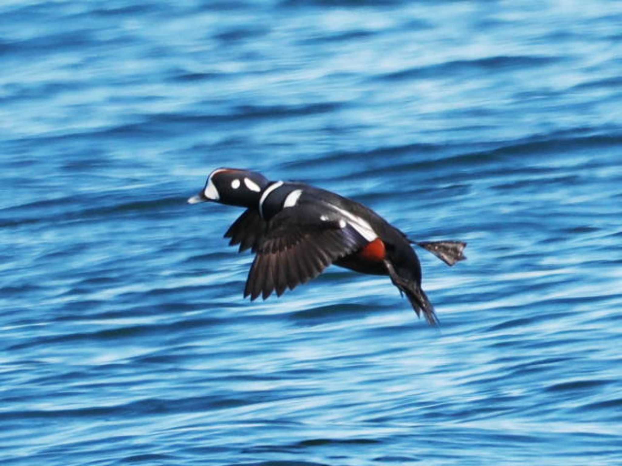 Harlequin Duck