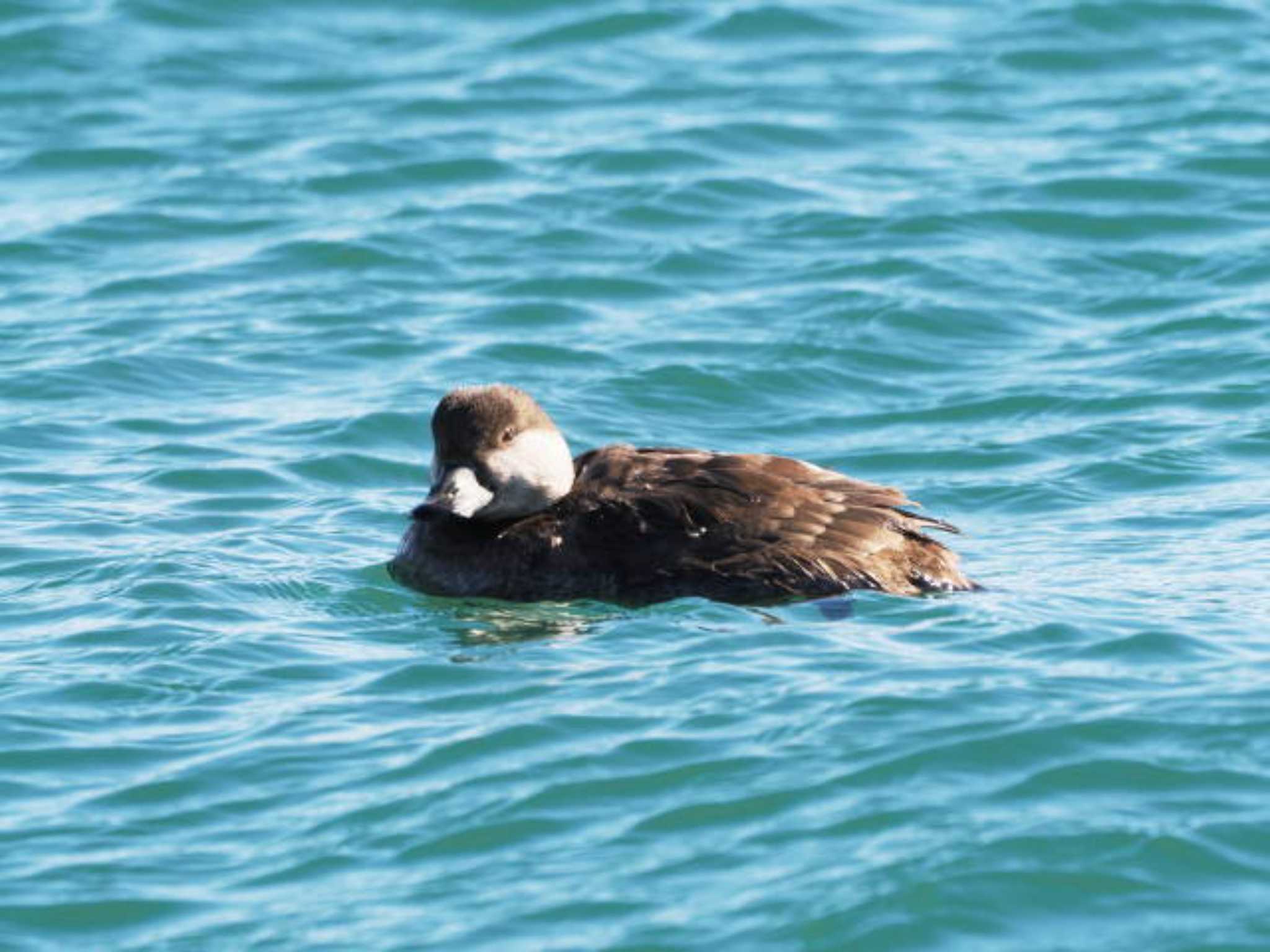 Black Scoter