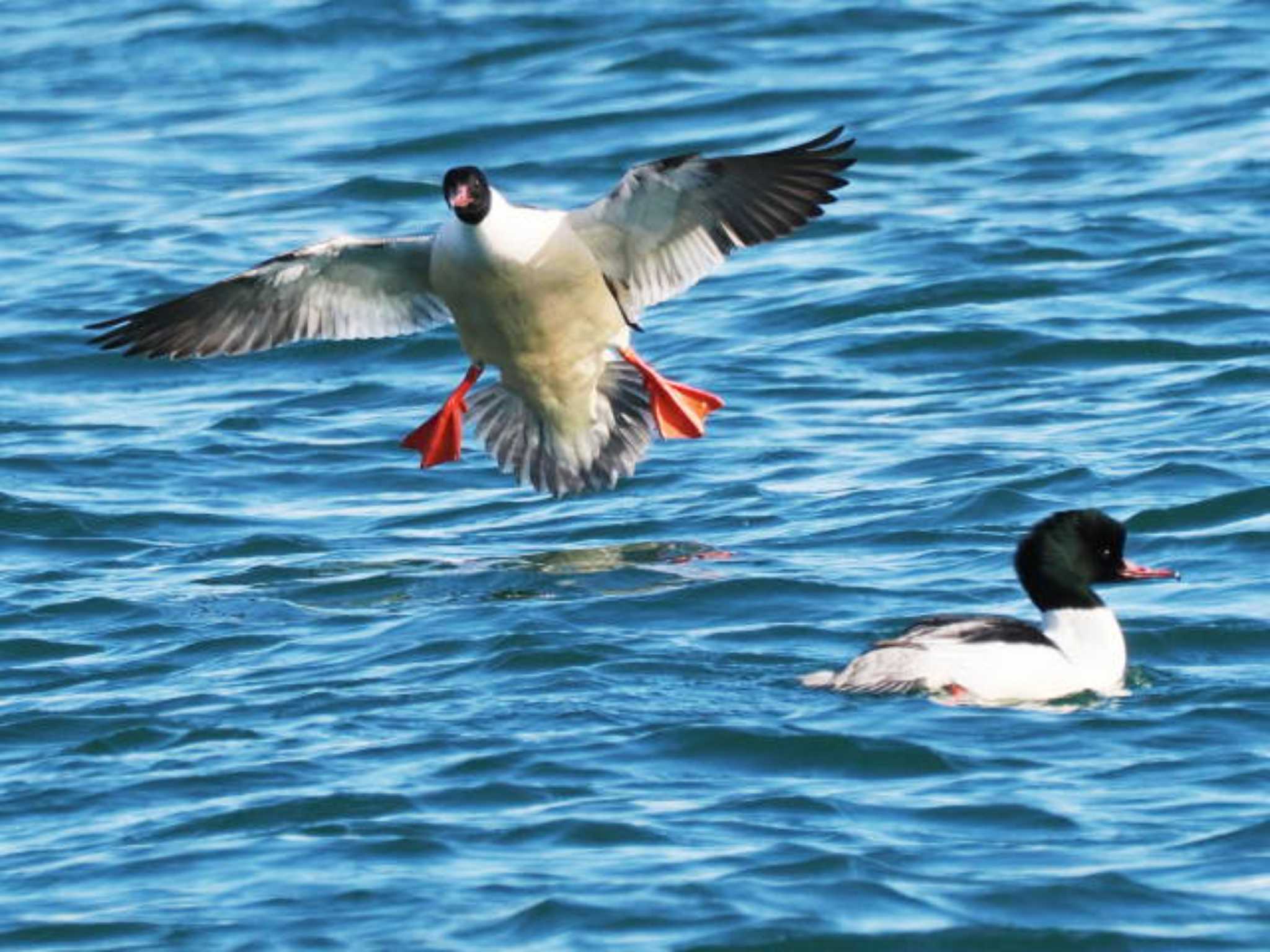 Common Merganser