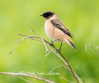 Amur Stonechat