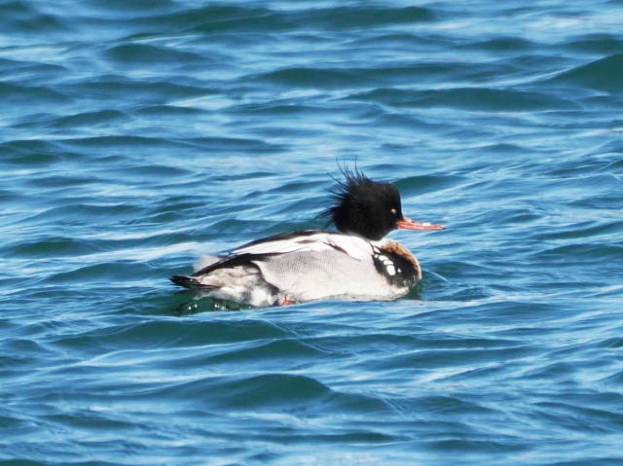 Red-breasted Merganser