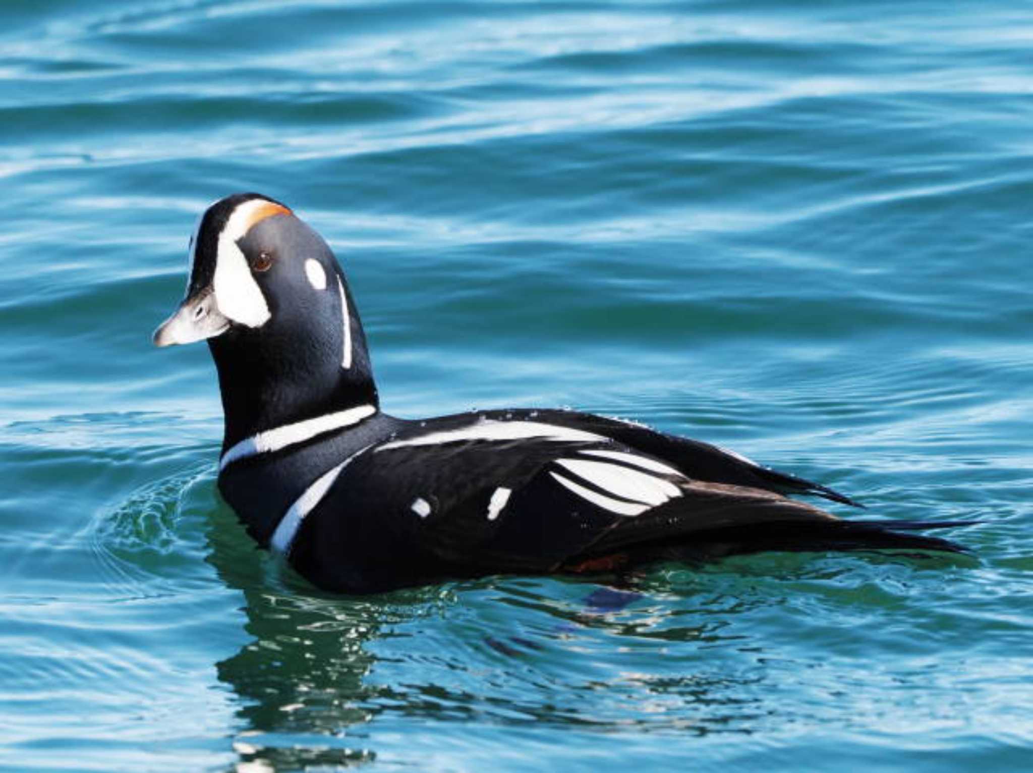 Harlequin Duck