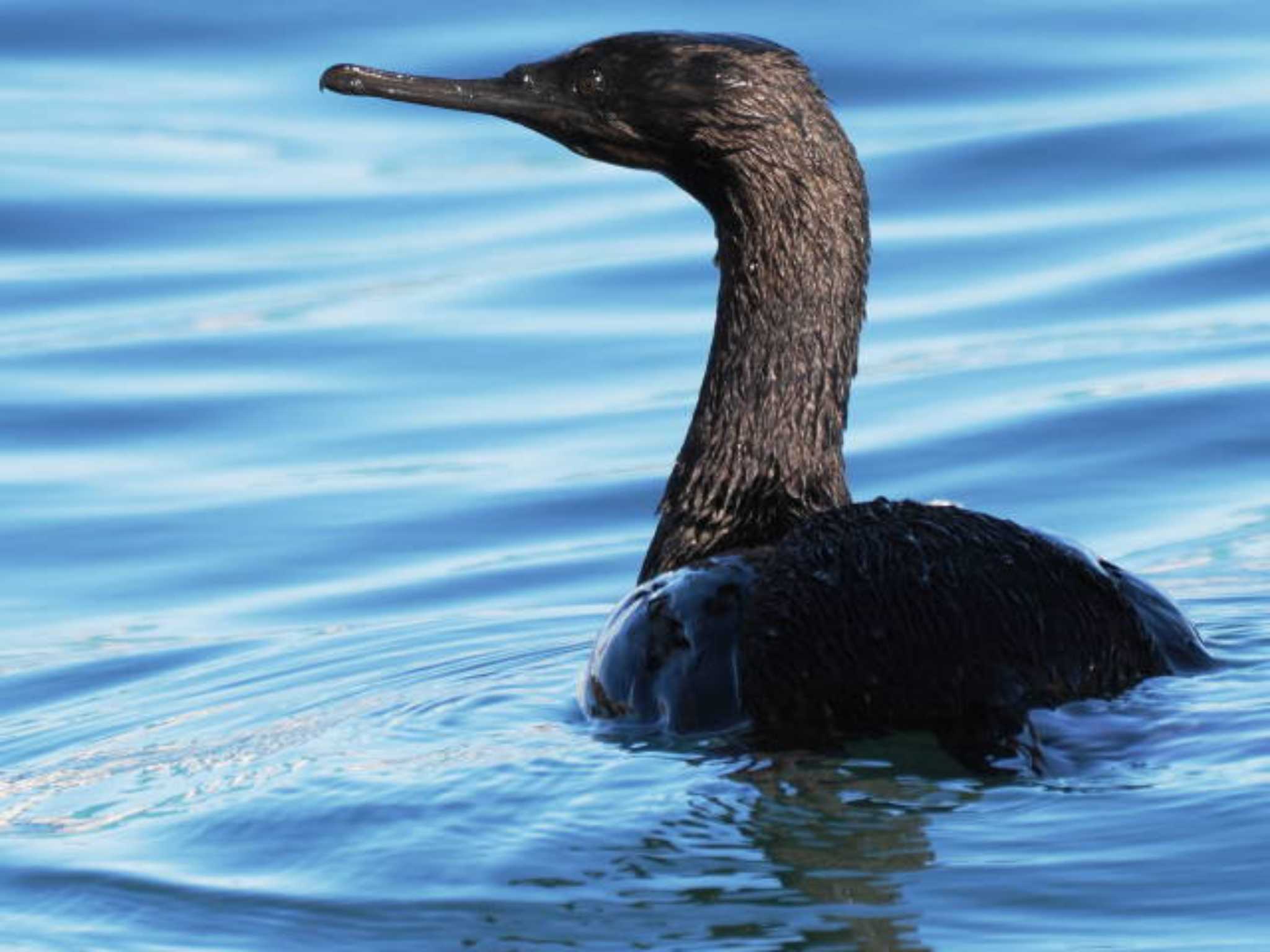 Pelagic Cormorant