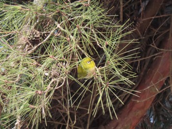 Warbling White-eye 平筒沼(宮城県登米市) Sat, 2/24/2024