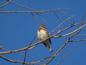 Rustic Bunting 平筒沼(宮城県登米市) Sat, 2/24/2024