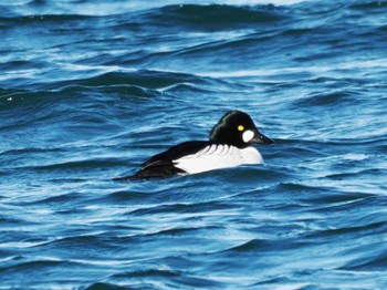 Common Goldeneye Kushiro Port Tue, 1/31/2023