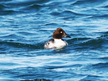 Common Goldeneye Kushiro Port Tue, 1/31/2023