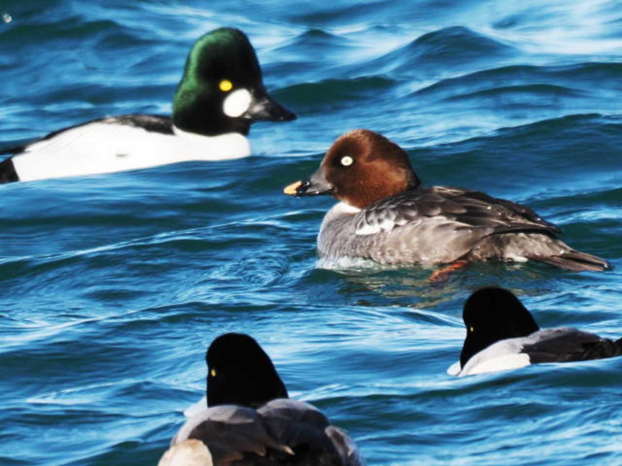 Common Goldeneye