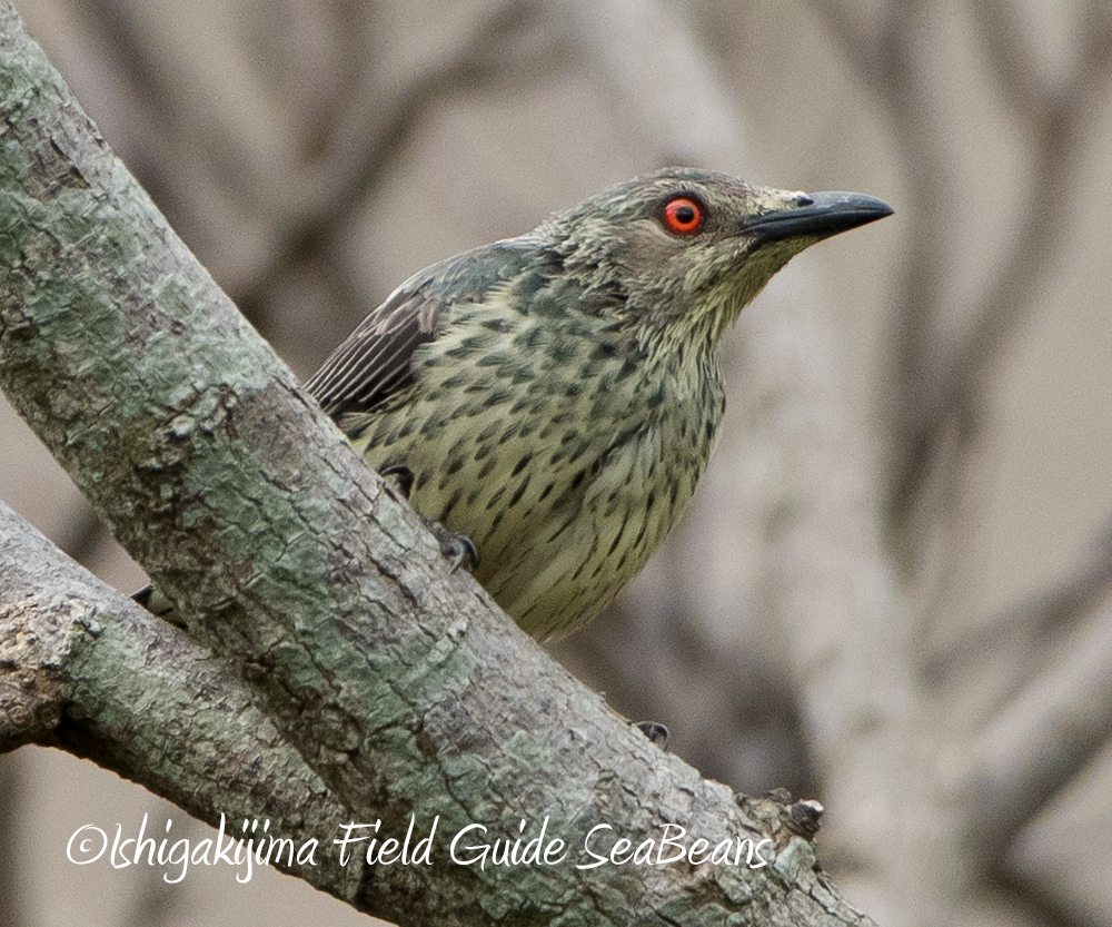 Asian Glossy Starling