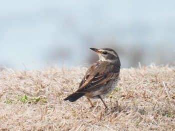 Dusky Thrush 岐阜市長良川河川敷 Fri, 3/1/2024