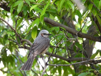 Brown-eared Bulbul 岐阜市 Fri, 3/1/2024