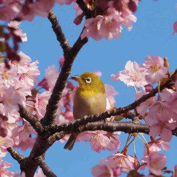 メジロ 西郷川河口公園 2024年3月2日(土)