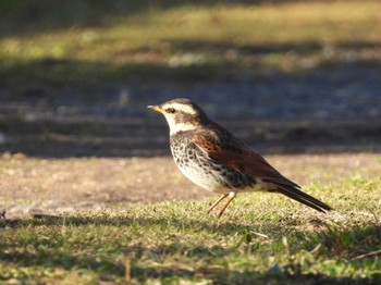 Dusky Thrush 見沼自然公園 Sat, 3/2/2024