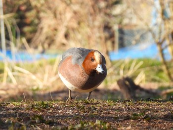 Eurasian Wigeon 見沼自然公園 Sat, 3/2/2024