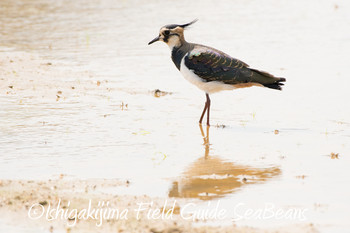 Northern Lapwing Ishigaki Island Unknown Date