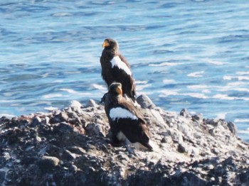 Steller's Sea Eagle Kiritappu Promontory Mon, 1/30/2023