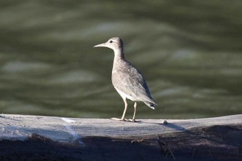 Spotted Sandpiper コスタリカ Sat, 2/10/2024