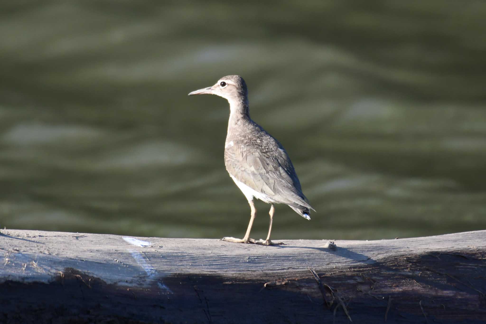 Photo of Spotted Sandpiper at コスタリカ by でみこ