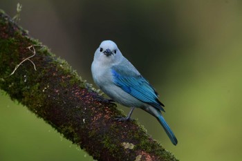 Blue-grey Tanager コスタリカ Sat, 2/10/2024