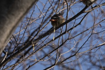 Japanese Waxwing 黒川清流公園 Sat, 3/2/2024