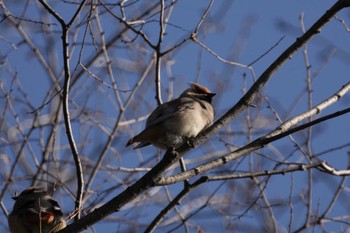 Japanese Waxwing 黒川清流公園 Sat, 3/2/2024