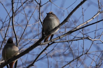 Japanese Waxwing 黒川清流公園 Sat, 3/2/2024