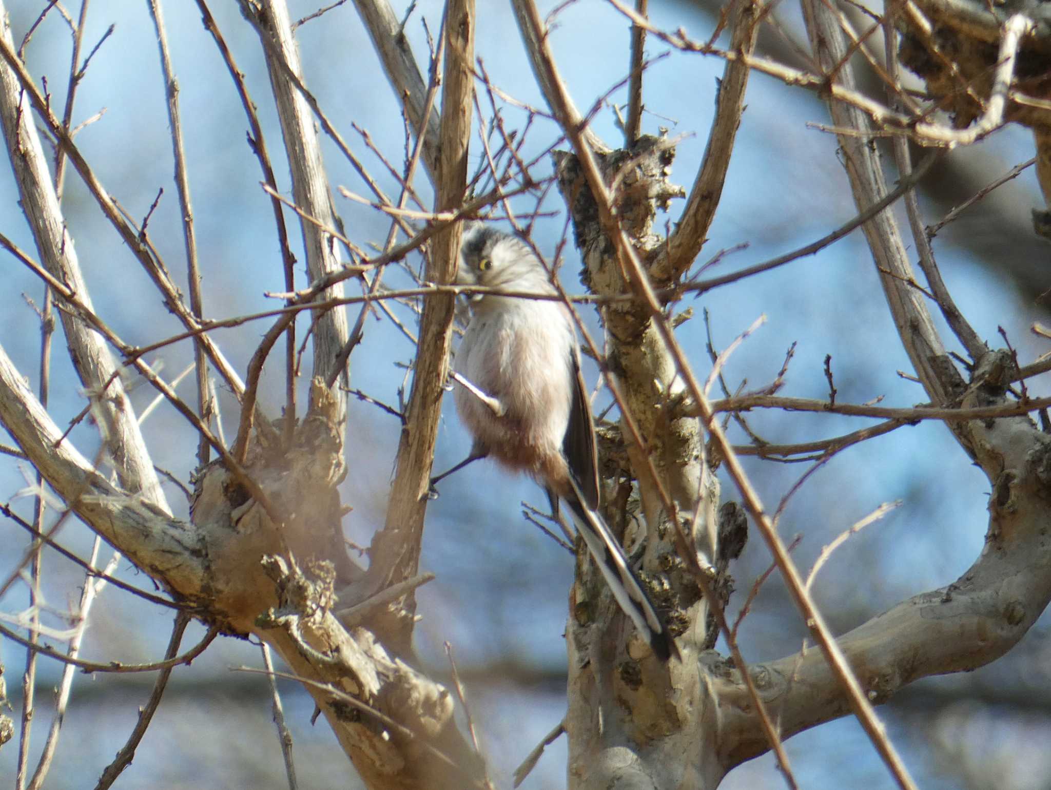 Long-tailed Tit