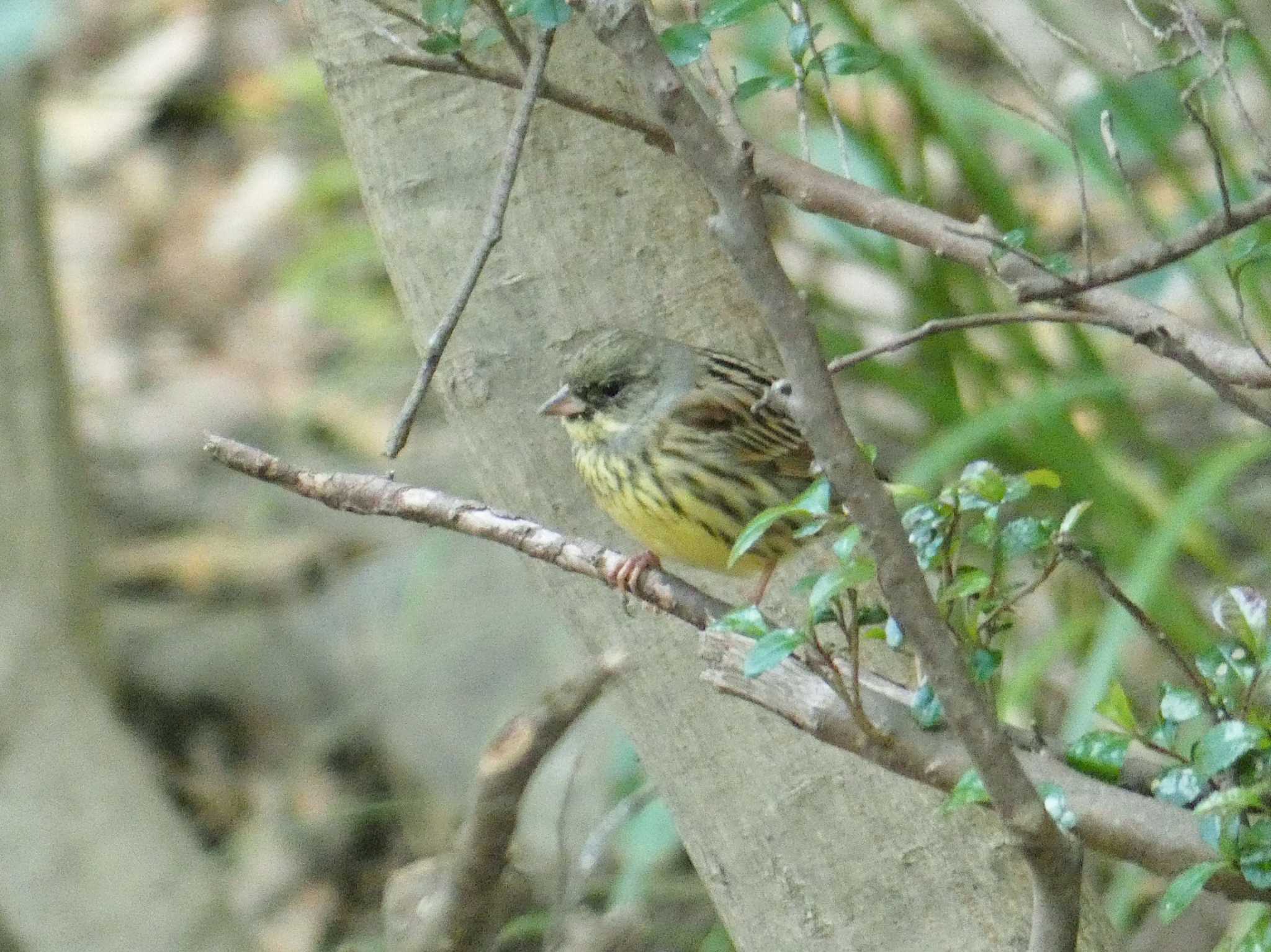 Masked Bunting