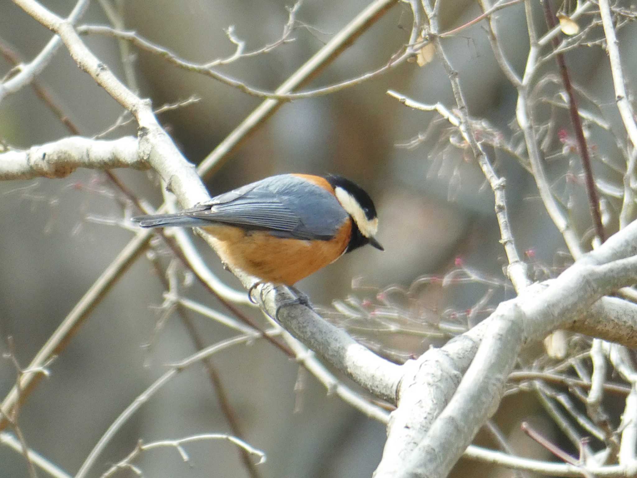 Varied Tit