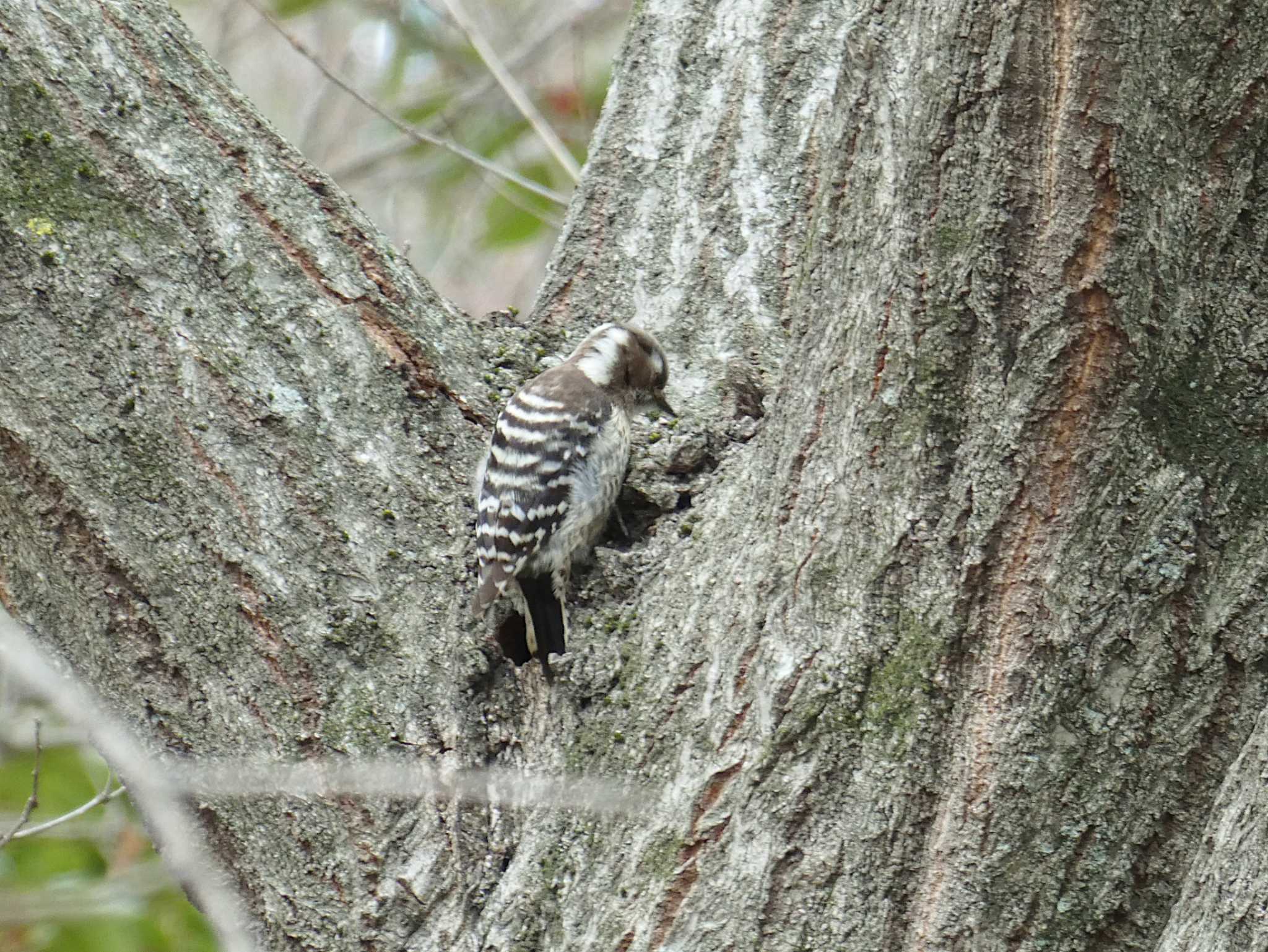 Japanese Pygmy Woodpecker