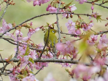 2024年3月2日(土) 山田池公園の野鳥観察記録
