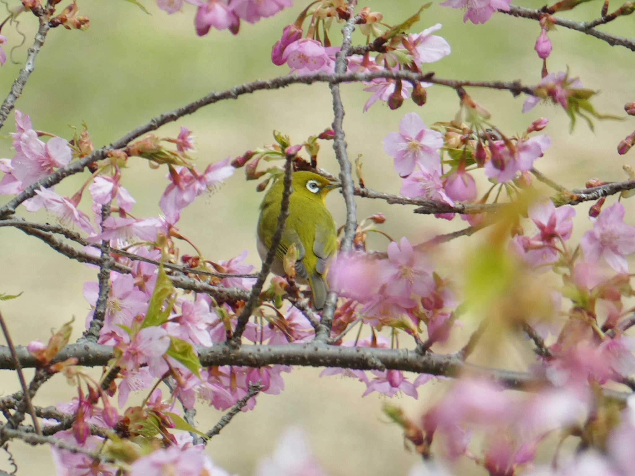 Warbling White-eye